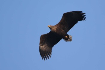 White-tailed Eagle 北海道　函館市　豊原町 Sat, 1/6/2024