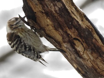 Japanese Pygmy Woodpecker(seebohmi) 左股川緑地(札幌市西区) Sat, 1/6/2024