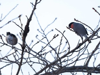 2024年1月6日(土) 福井緑地(札幌市西区)の野鳥観察記録