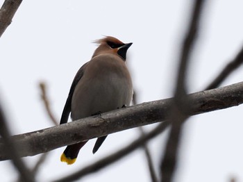 2024年1月6日(土) 左股川緑地(札幌市西区)の野鳥観察記録