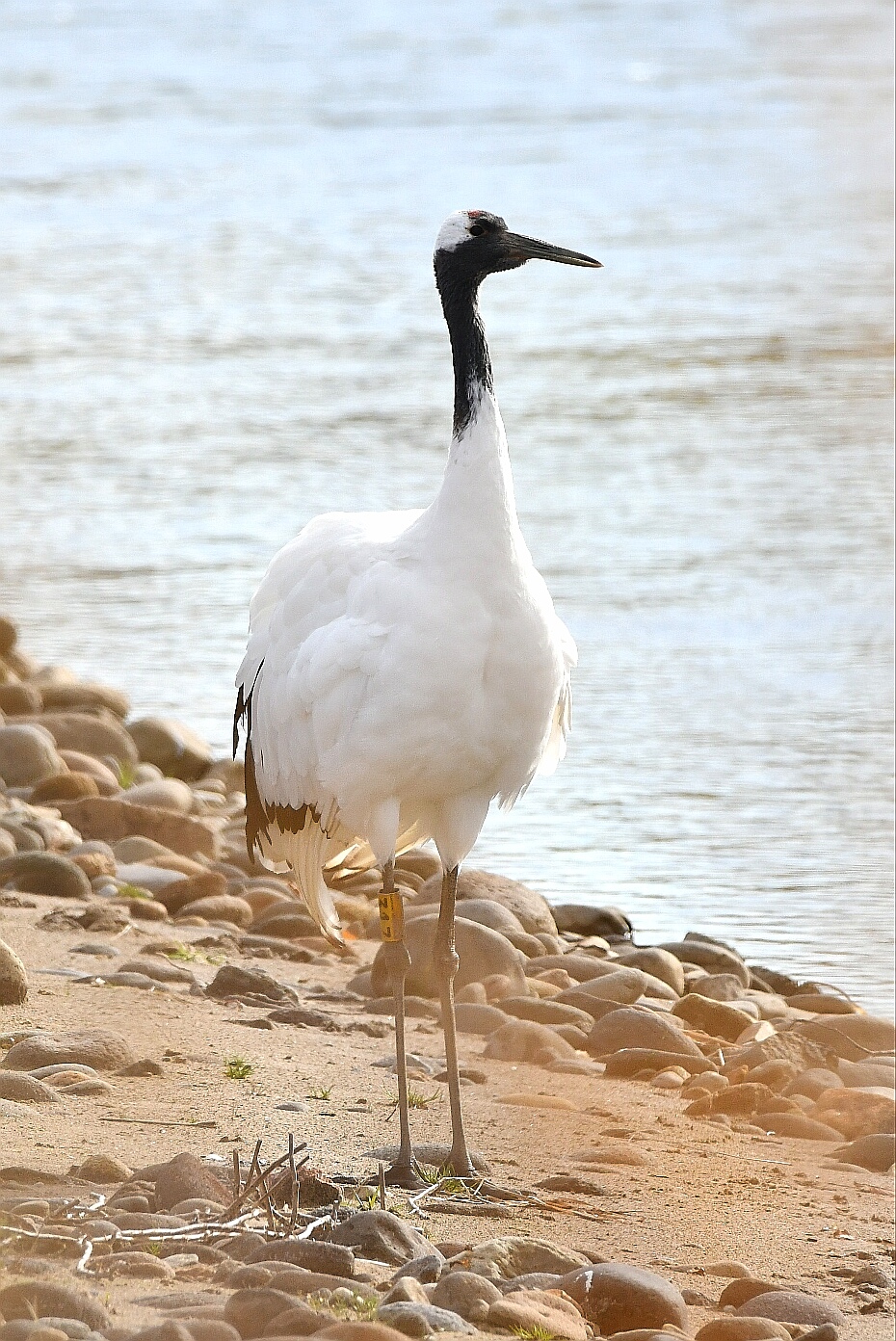 Red-crowned Crane