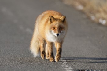 未同定 野付半島 キタキツネ 2023年12月27日(水)