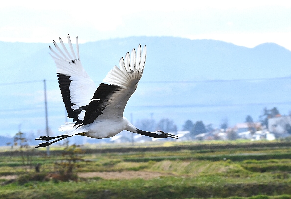 Red-crowned Crane