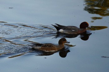 Unknown Species 水前寺公園 Thu, 1/4/2024