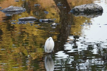 Unknown Species 水前寺公園 Thu, 1/4/2024