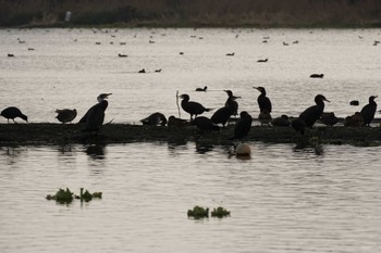 Great Cormorant 江津湖 Sat, 1/6/2024