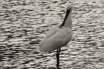 Eurasian Spoonbill 江津湖 Sat, 1/6/2024