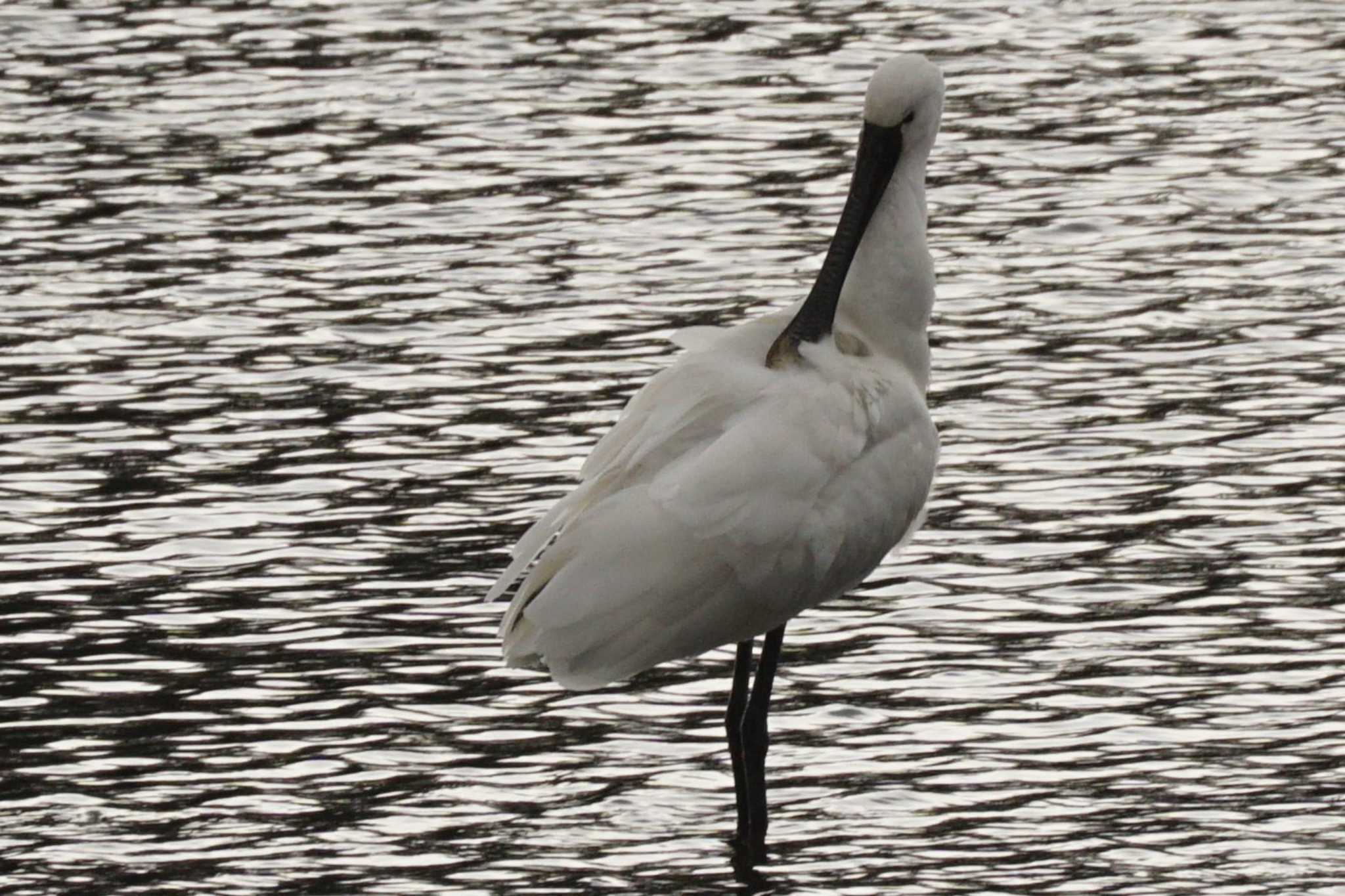 Eurasian Spoonbill