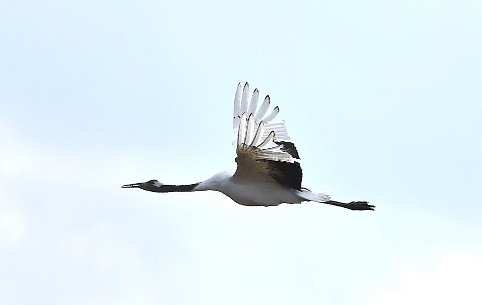 Red-crowned Crane