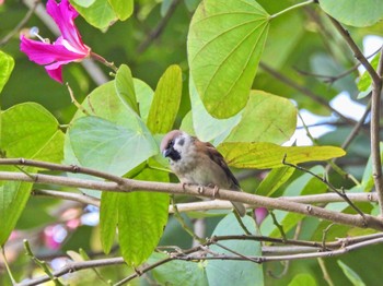 Eurasian Tree Sparrow Hoan Kiem Lake Wed, 12/27/2023