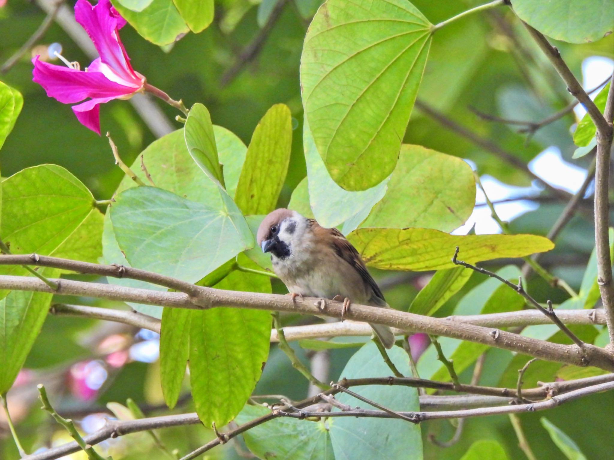 Eurasian Tree Sparrow