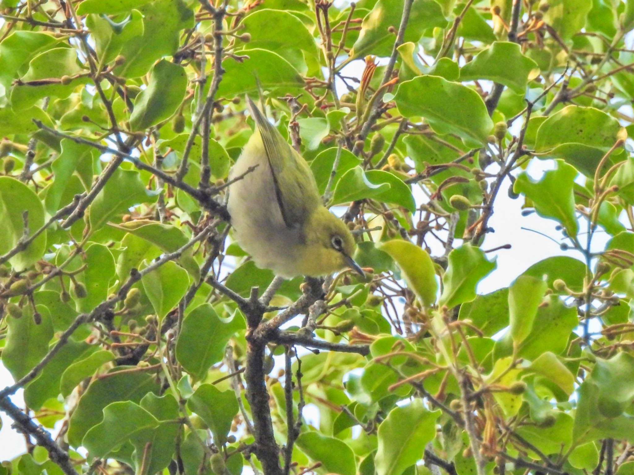 Swinhoe's White-eye