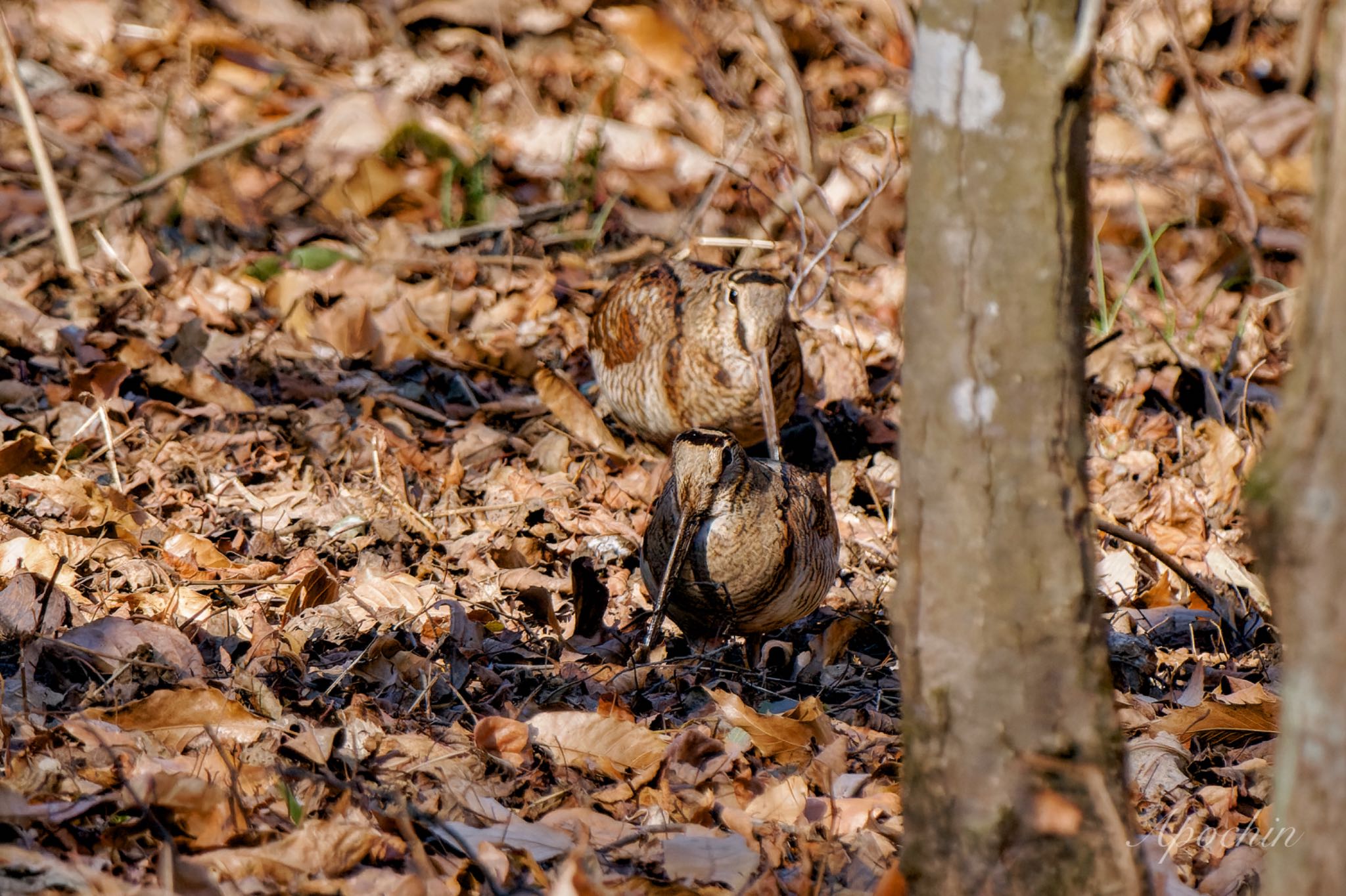 Eurasian Woodcock