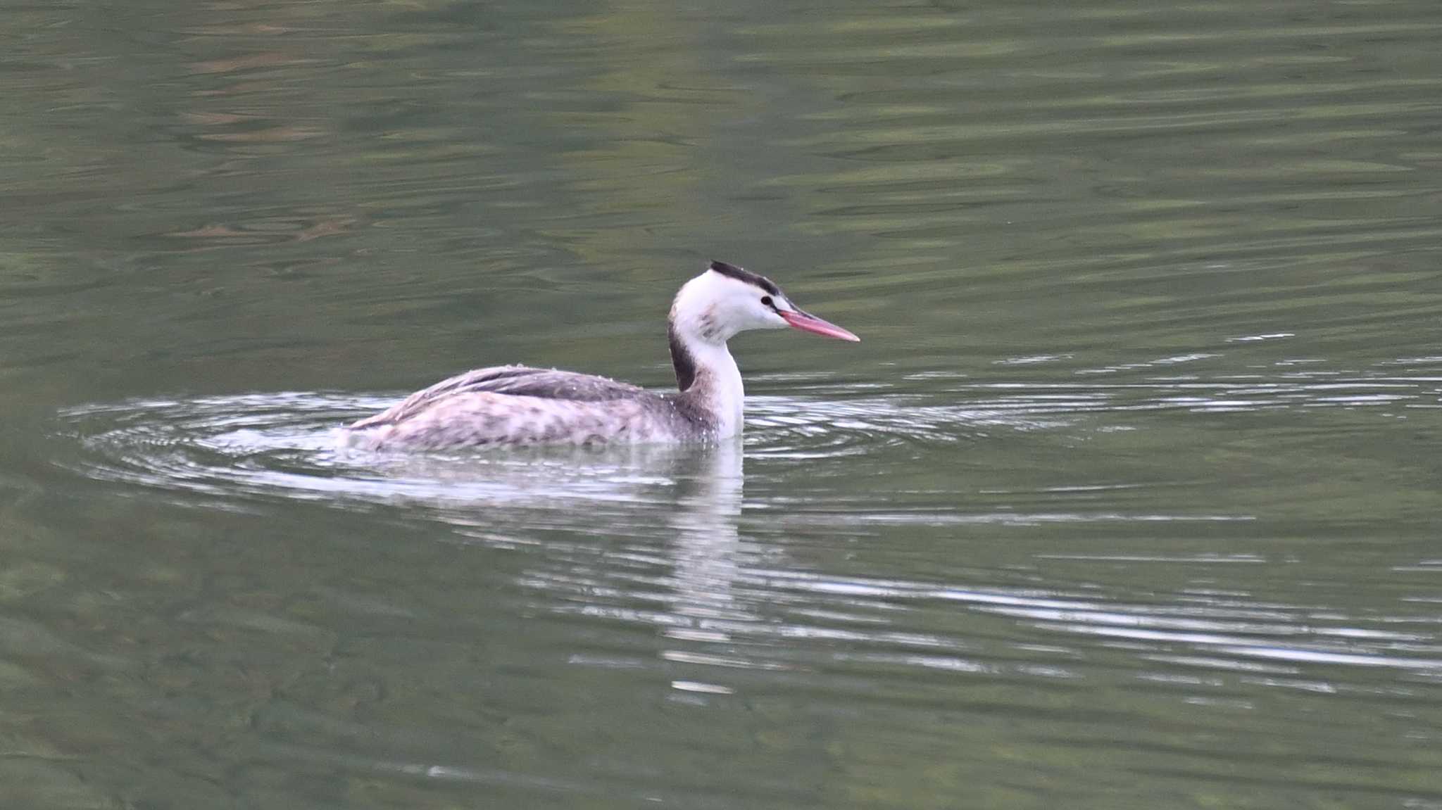 カンムリカイツブリ