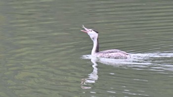 カンムリカイツブリ 馬見丘陵公園 2024年1月6日(土)