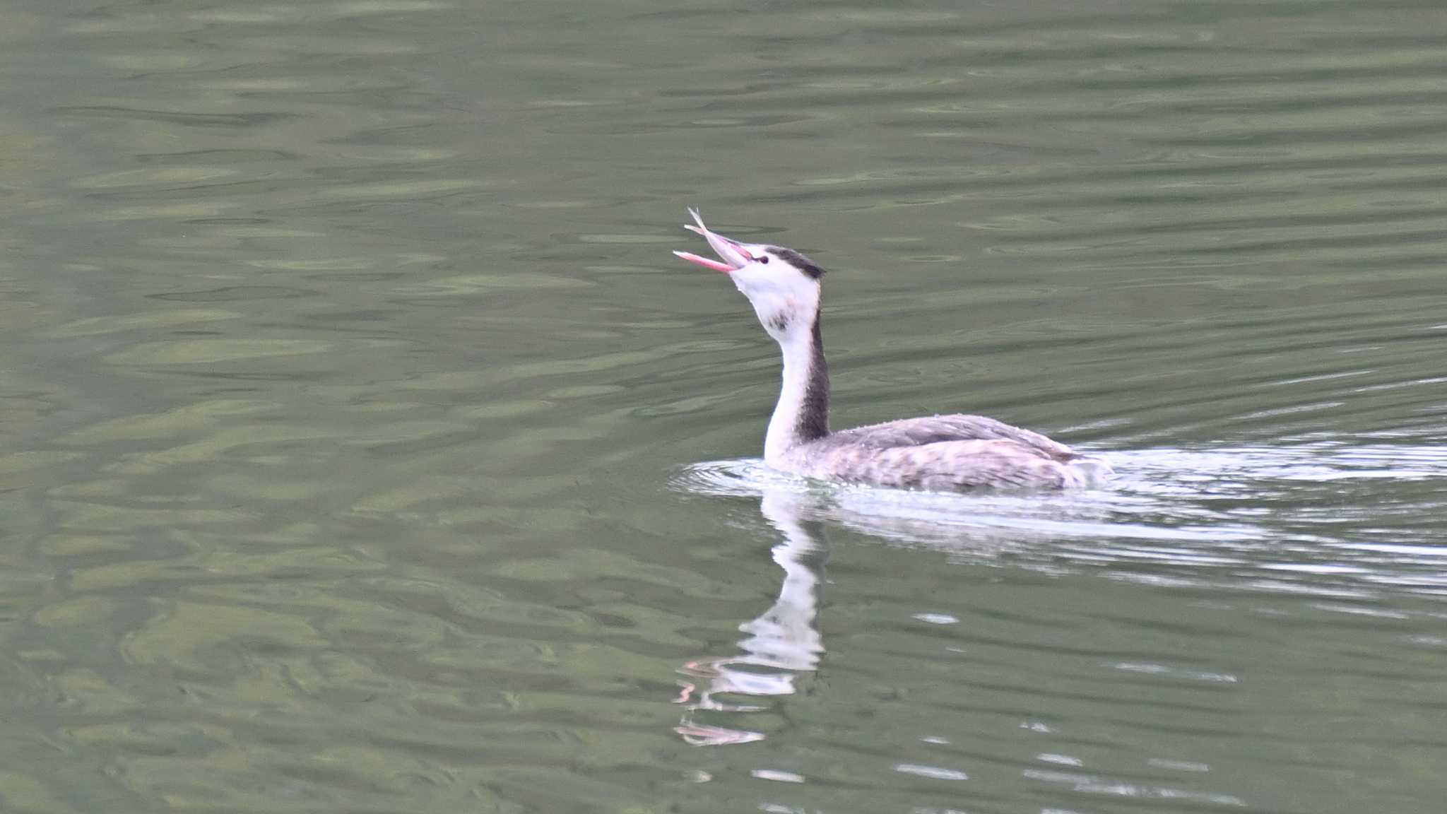 カンムリカイツブリ