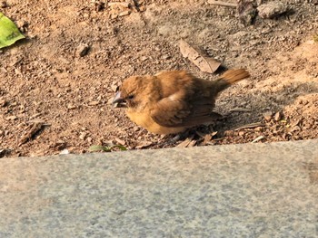 Scaly-breasted Munia Hoan Kiem Lake Wed, 12/27/2023