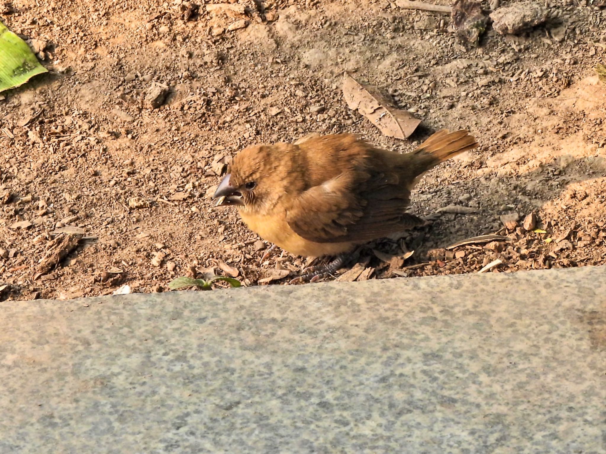 Scaly-breasted Munia