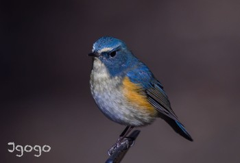 Red-flanked Bluetail 井頭公園 Fri, 12/29/2023