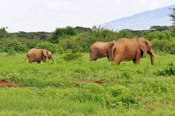 Unknown Species Amboseli National Park Wed, 12/27/2023