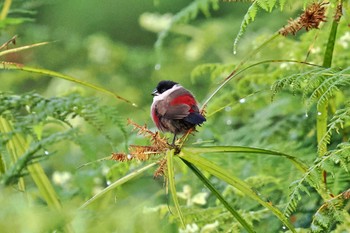 Kandt's Waxbill