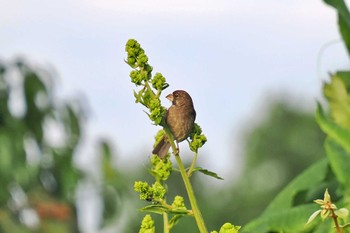 Thick-billed Seedeater