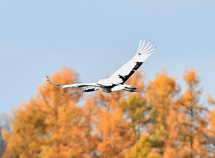 Red-crowned Crane