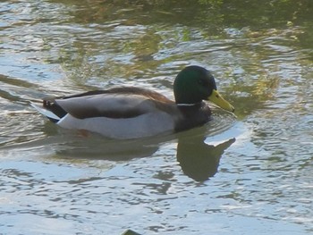 2018年11月2日(金) 創成川緑地(札幌)の野鳥観察記録