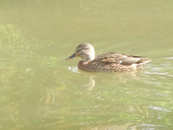 Mallard 創成川緑地(札幌) Fri, 11/2/2018