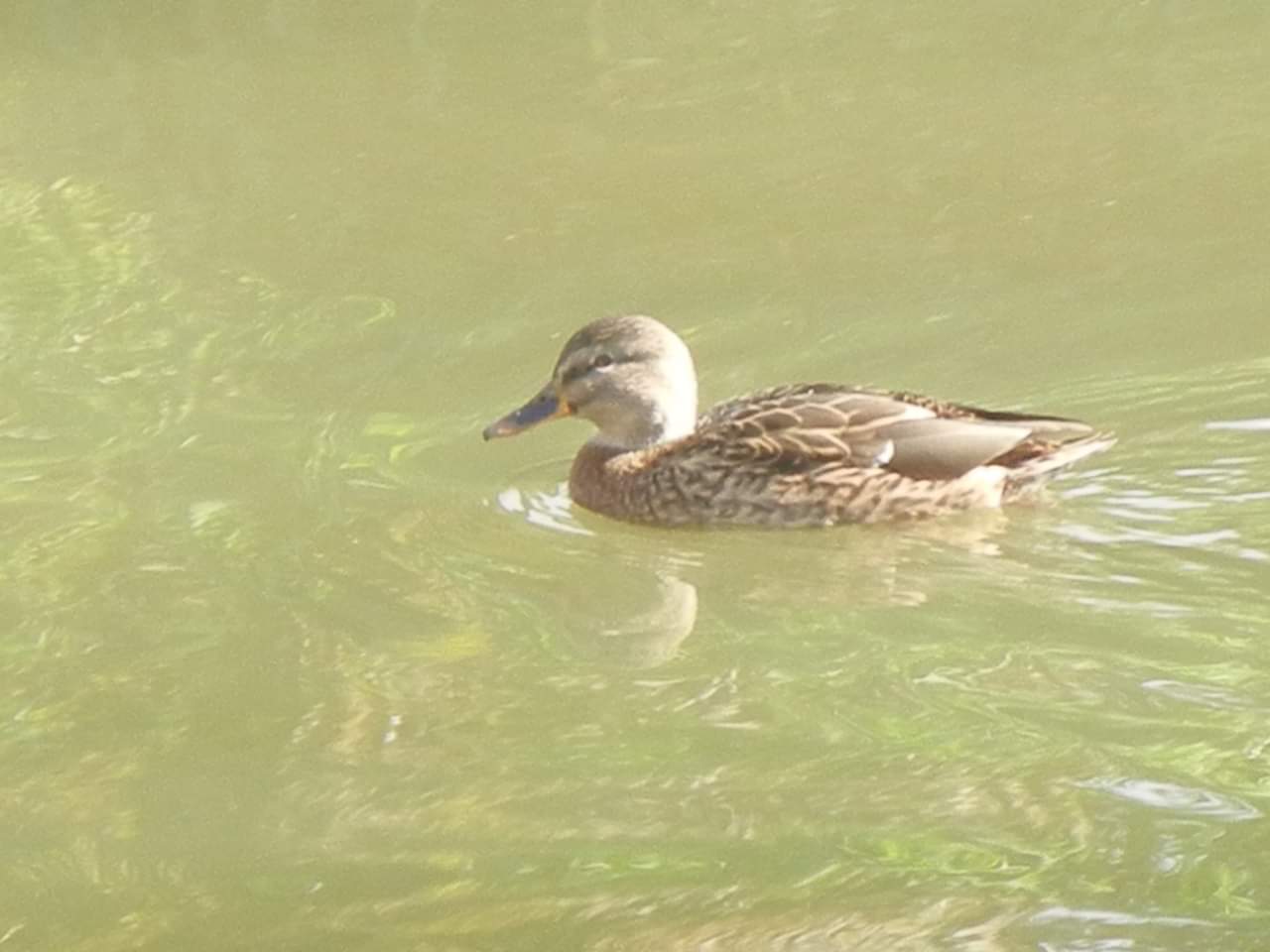 創成川緑地(札幌) マガモの写真 by アッキ@道央民