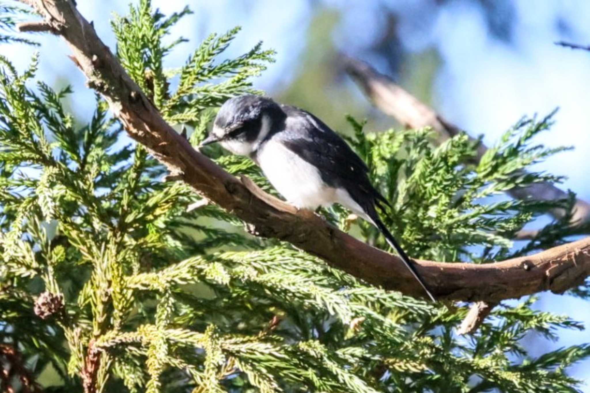 Ryukyu Minivet