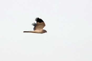 2024年1月6日(土) 鍋田干拓地の野鳥観察記録