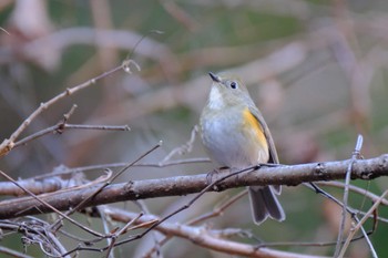 Red-flanked Bluetail Hayatogawa Forest Road Sat, 1/6/2024