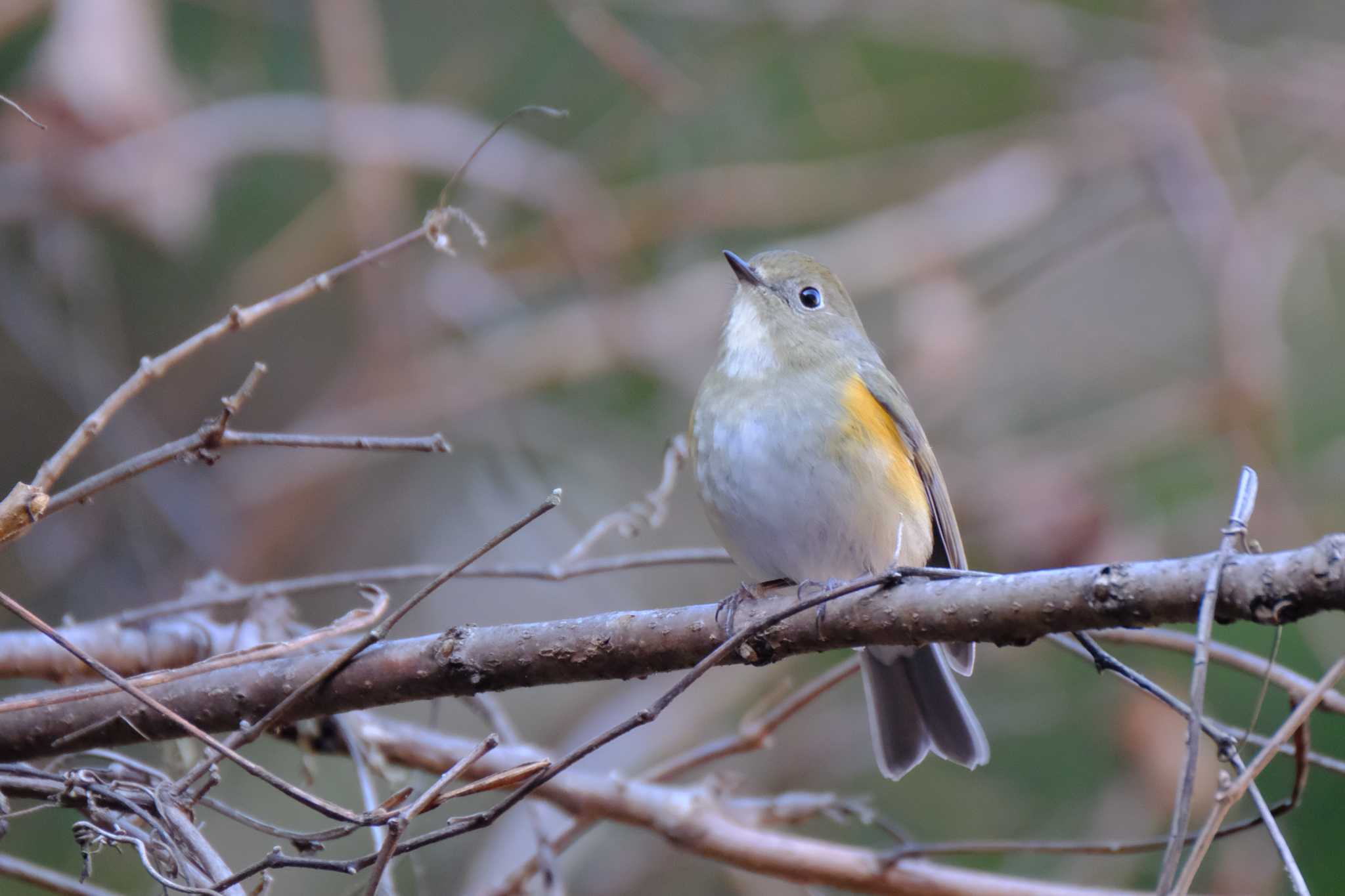 Photo of Red-flanked Bluetail at Hayatogawa Forest Road by ko1smr