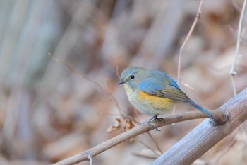 Red-flanked Bluetail Hayatogawa Forest Road Sat, 1/6/2024