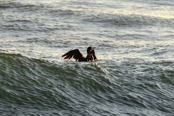 Pelagic Cormorant 御前崎 Tue, 1/2/2024