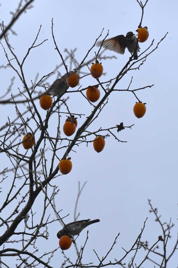 2024年1月1日(月) 珠洲市の野鳥観察記録