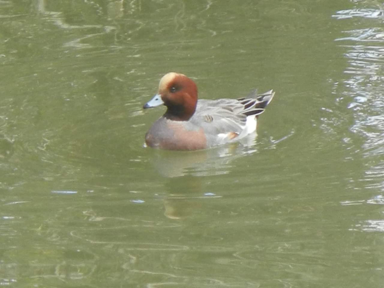 Eurasian Wigeon