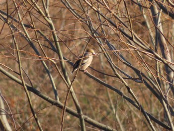 2024年1月6日(土) 多摩川の野鳥観察記録