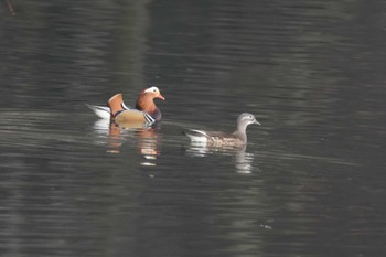 Mandarin Duck 土師ダム Sat, 1/6/2024