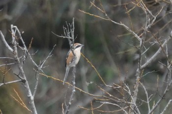 Bull-headed Shrike 土師ダム Sat, 1/6/2024