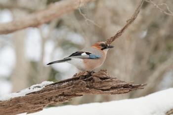 Eurasian Jay(brandtii) 大沼公園(北海道七飯町) Mon, 1/1/2024