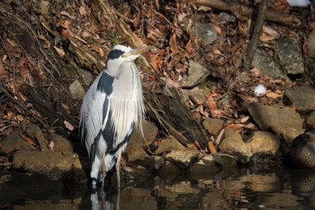 Grey Heron 大沼公園(北海道七飯町) Mon, 1/1/2024