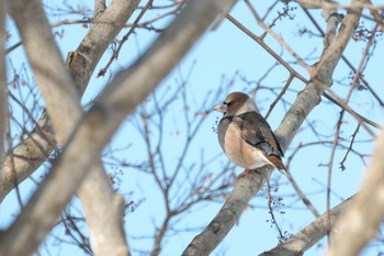 Mon, 1/1/2024 Birding report at 大沼公園(北海道七飯町)