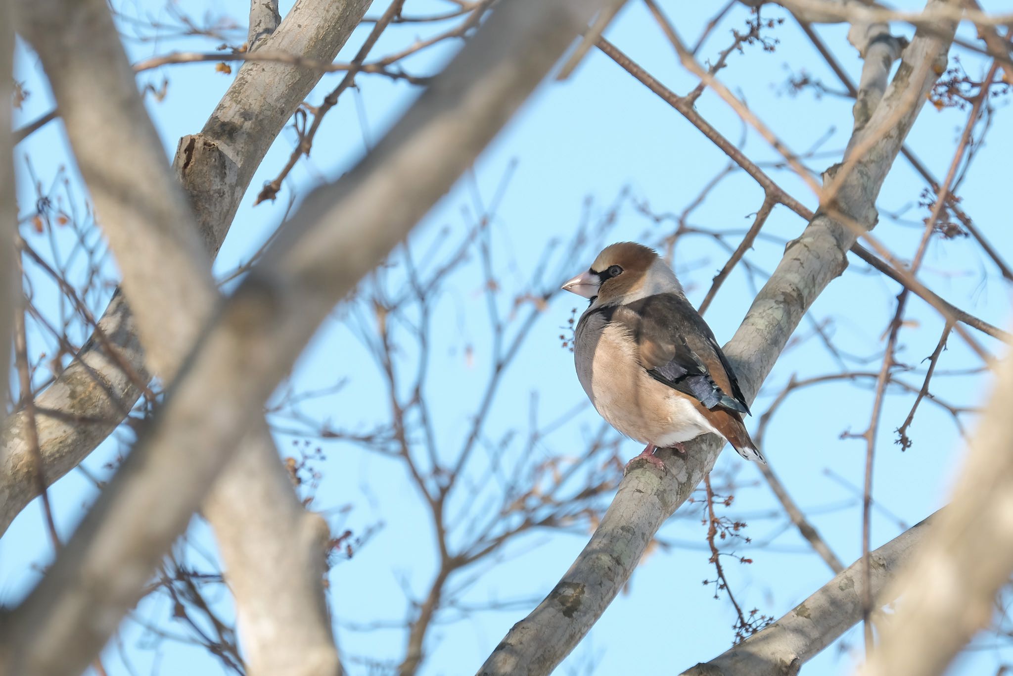 Photo of Hawfinch at 大沼公園(北海道七飯町) by aka13554