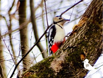 Great Spotted Woodpecker Unknown Spots Wed, 1/3/2024