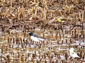 Grey Wagtail Kitamoto Nature Observation Park Wed, 1/3/2024