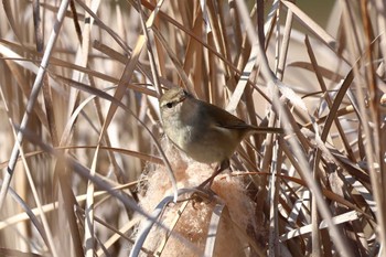 Japanese Bush Warbler Arima Fuji Park Fri, 1/5/2024