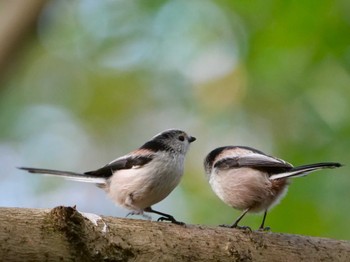 Long-tailed Tit Mizumoto Park Thu, 1/4/2024