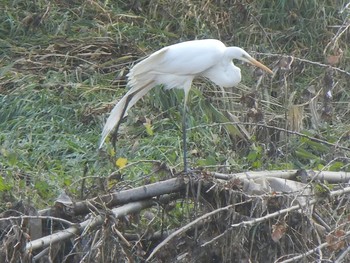 Great Egret 創成川緑地(札幌) Fri, 11/2/2018